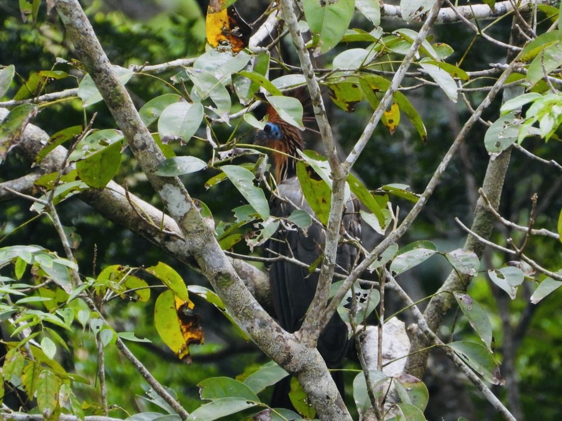 Hoatzin - ML617311071