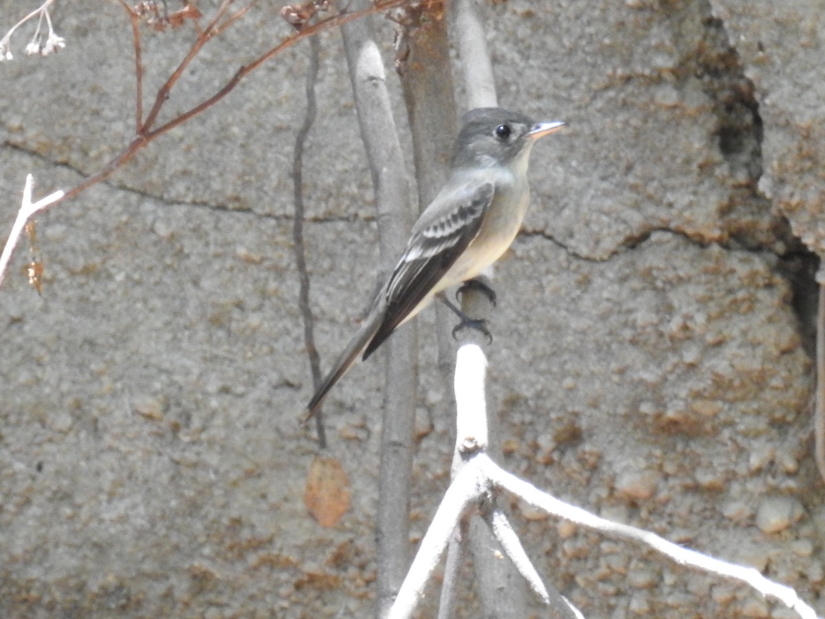 Eastern Wood-Pewee - ML617311088