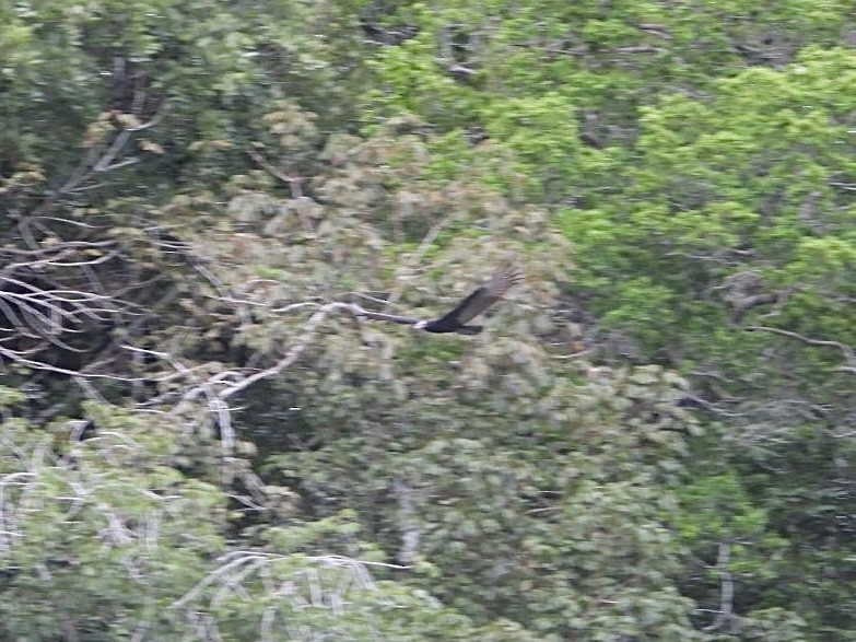 Turkey Vulture - ML617311096