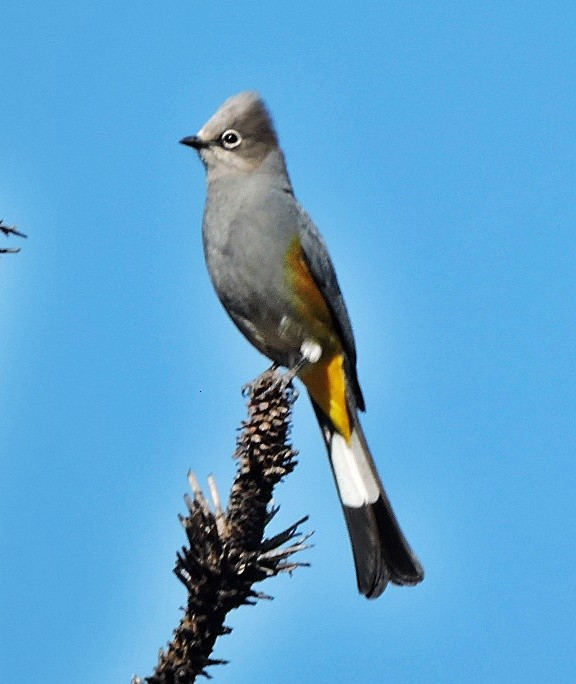 Gray Silky-flycatcher - Mary-Jean Payeur