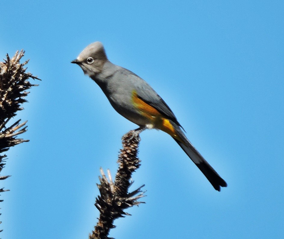 Gray Silky-flycatcher - Mary-Jean Payeur