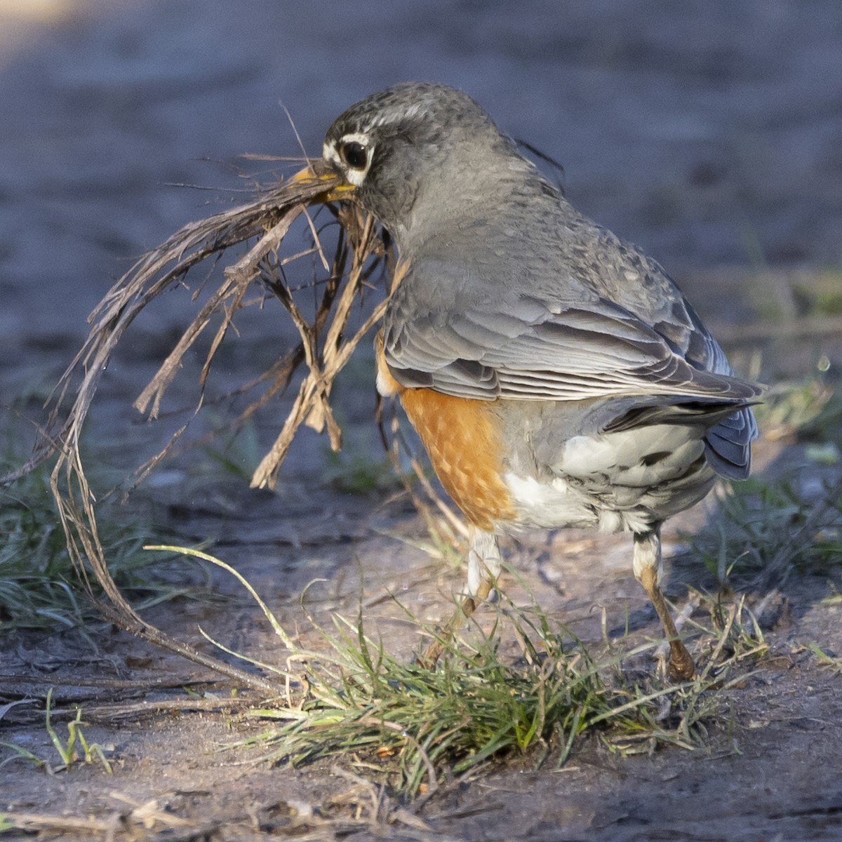 American Robin - ML617311132