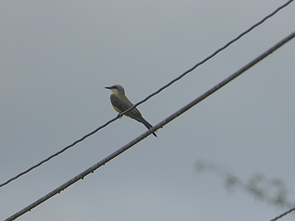 Tropical Kingbird - ML617311149