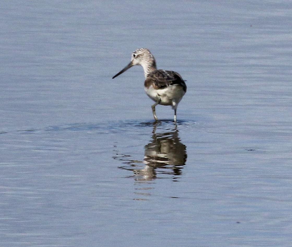 Common Greenshank - Kernan Bell