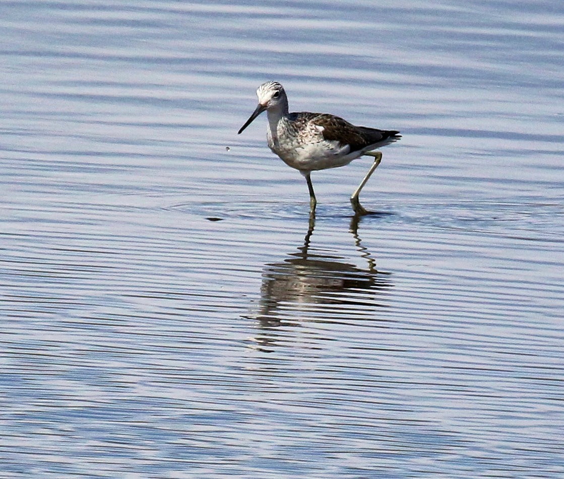 Common Greenshank - Kernan Bell