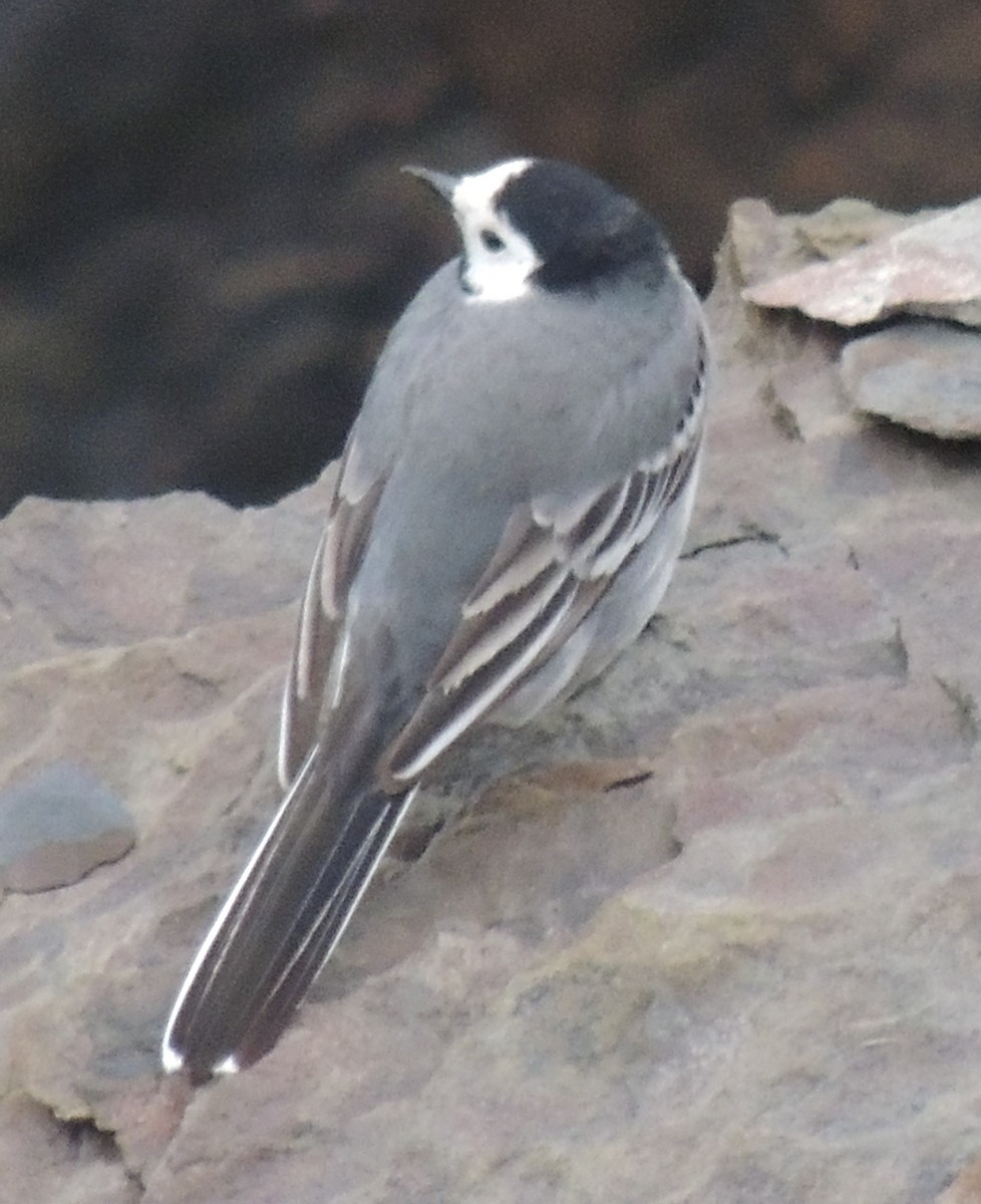 White Wagtail - Mark Easterbrook