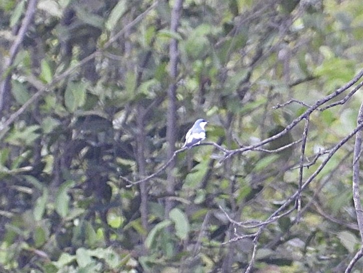 White-winged Swallow - ML617311169