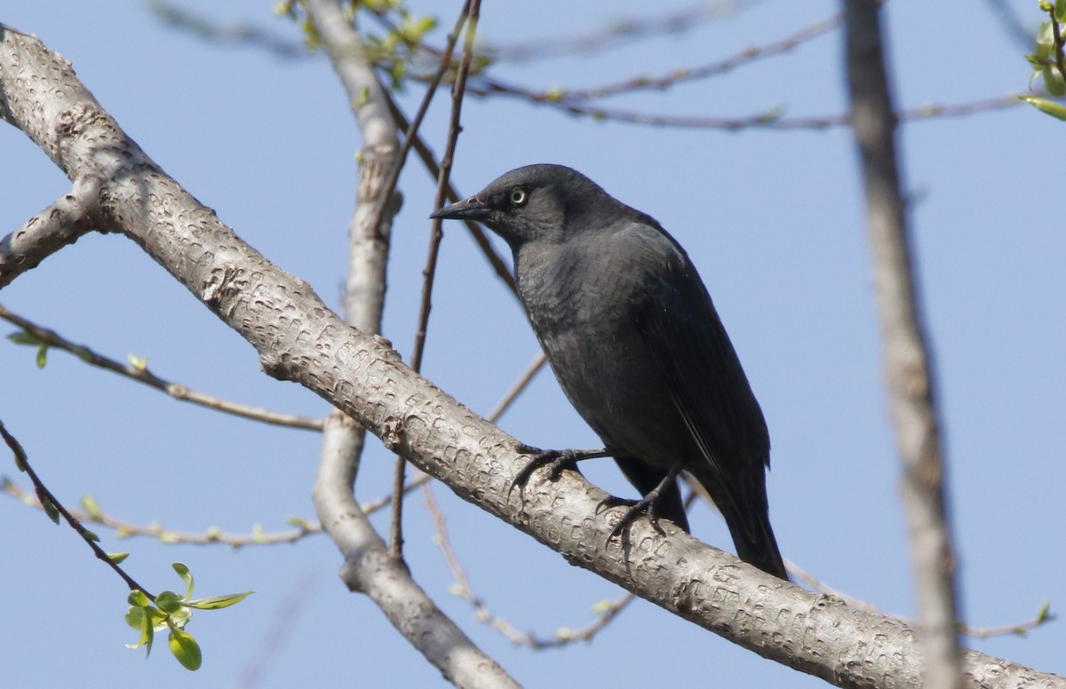 Rusty Blackbird - ML617311172