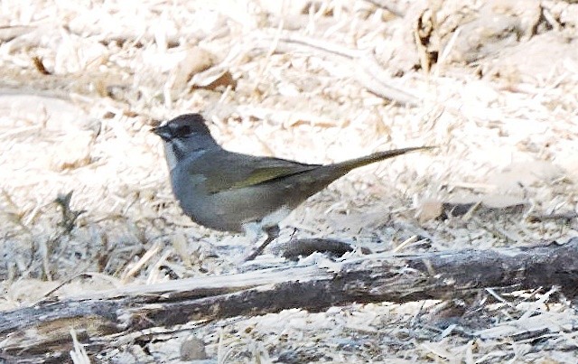 Green-tailed Towhee - Mary-Jean Payeur