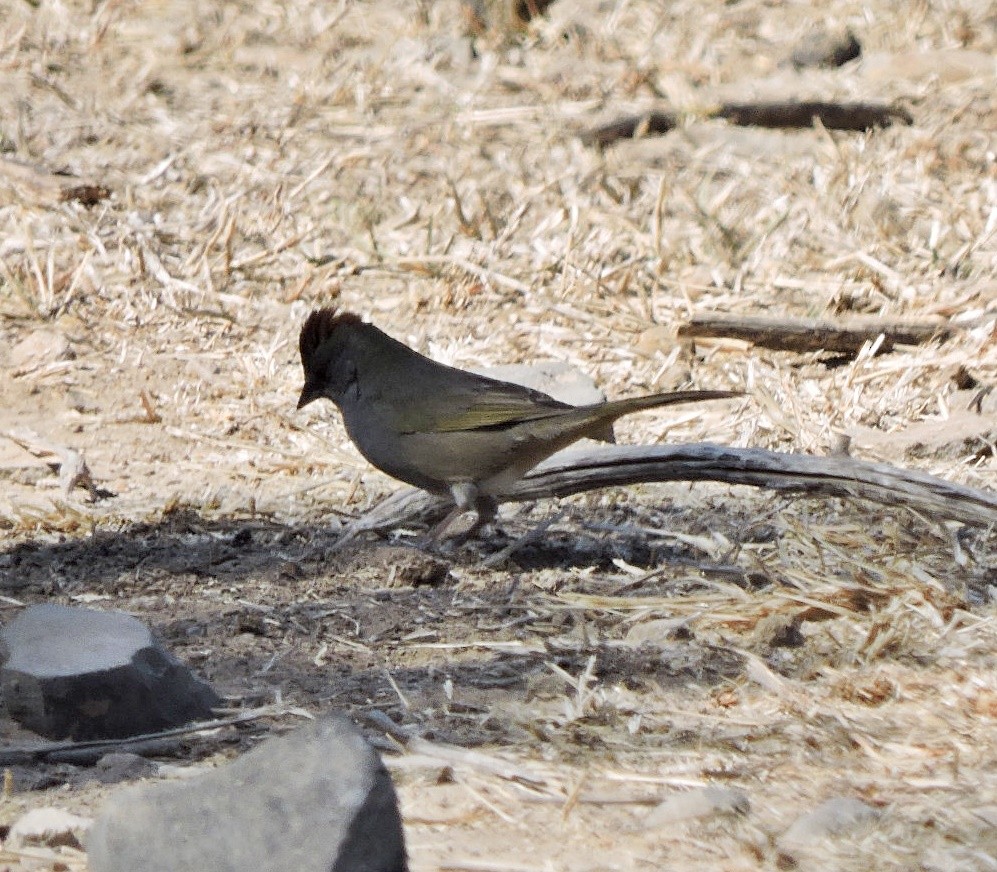 Green-tailed Towhee - ML617311178