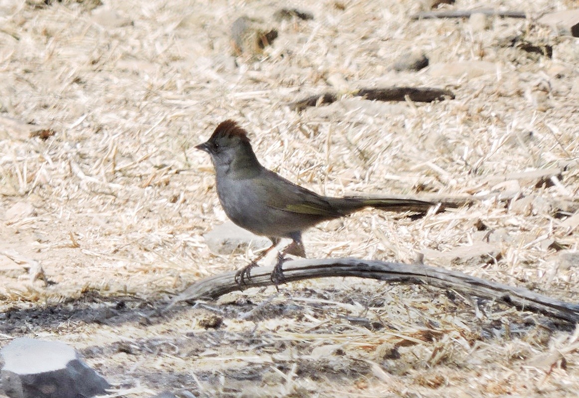 Green-tailed Towhee - Mary-Jean Payeur