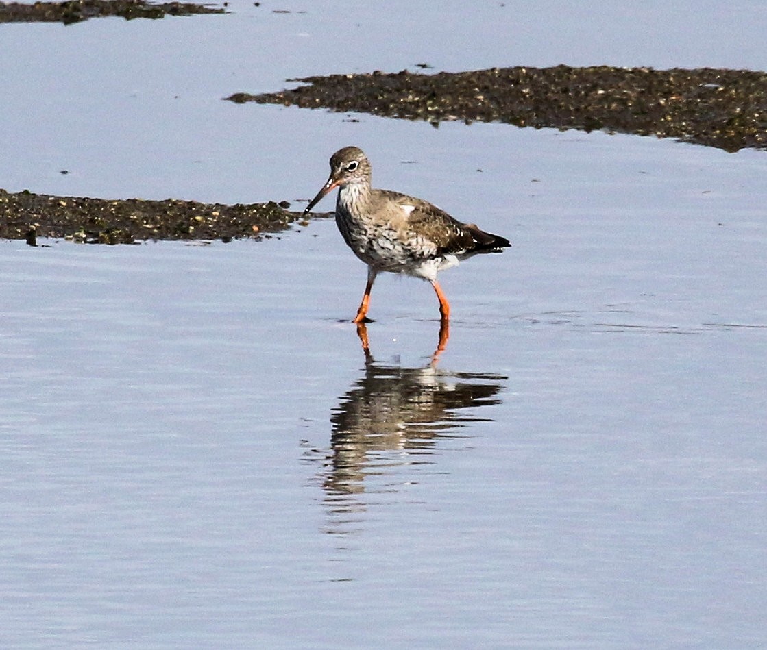 Common Redshank - Kernan Bell