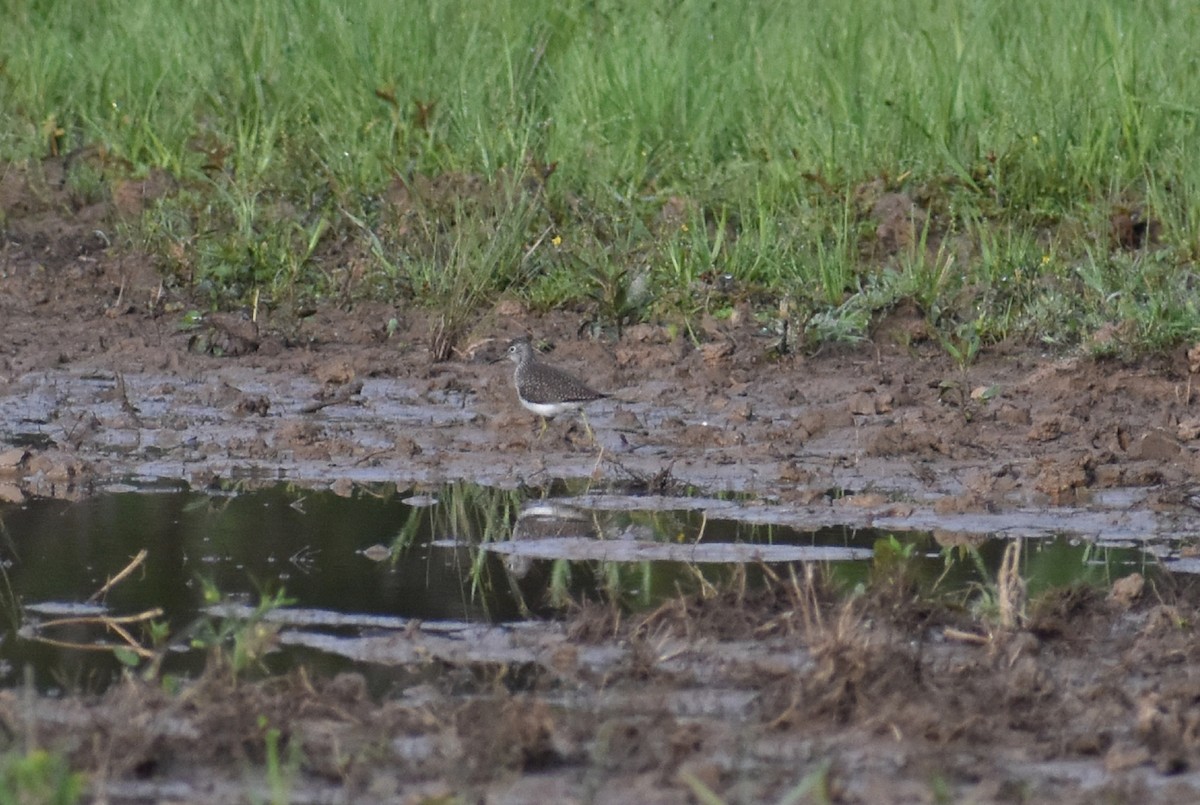 Solitary Sandpiper - ML617311201