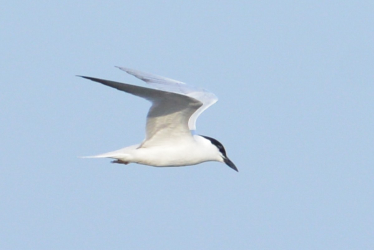 Gull-billed Tern - ML61731121