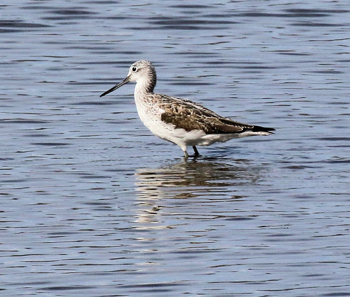 Common Greenshank - Kernan Bell