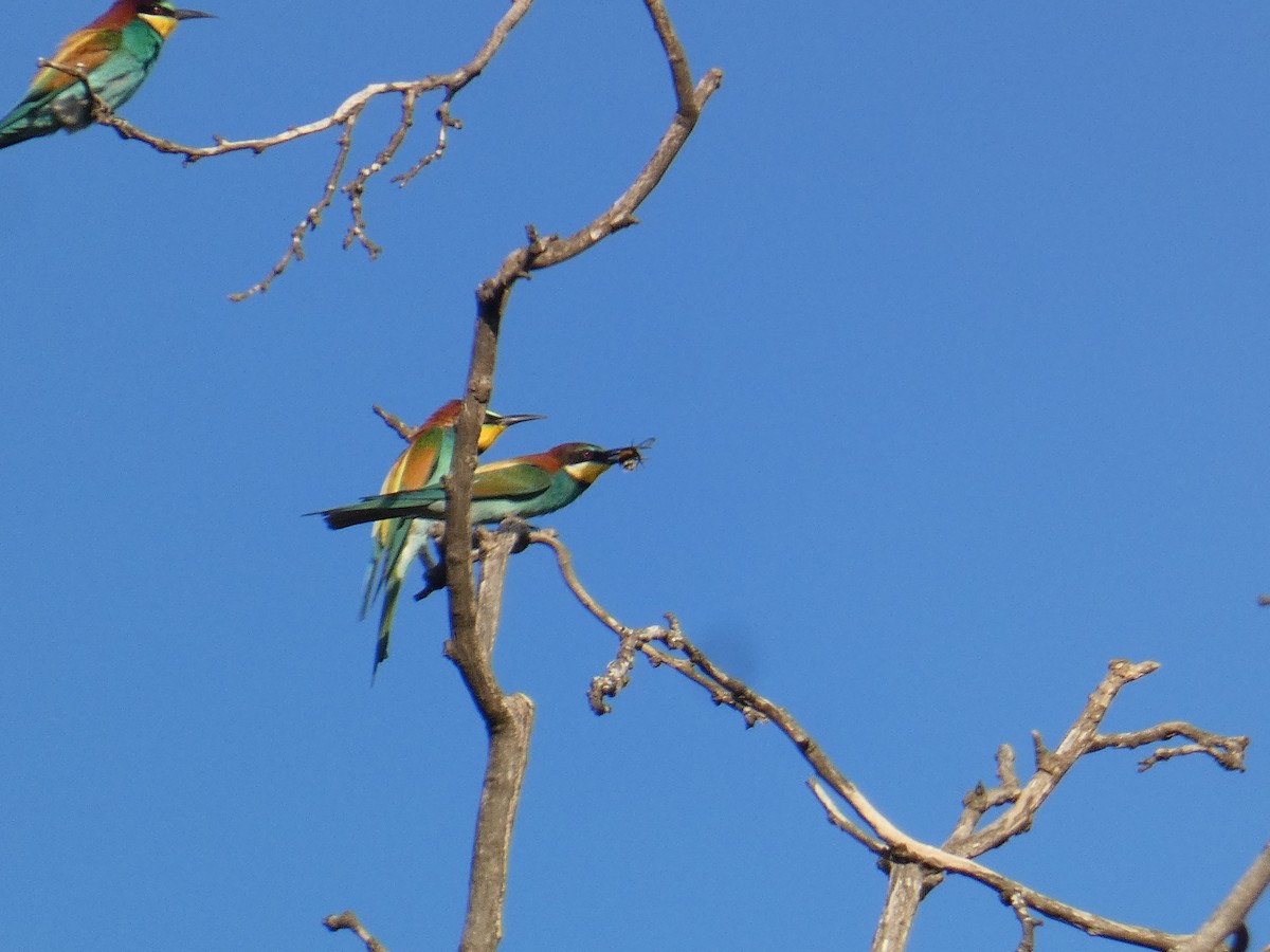 European Bee-eater - ML617311252
