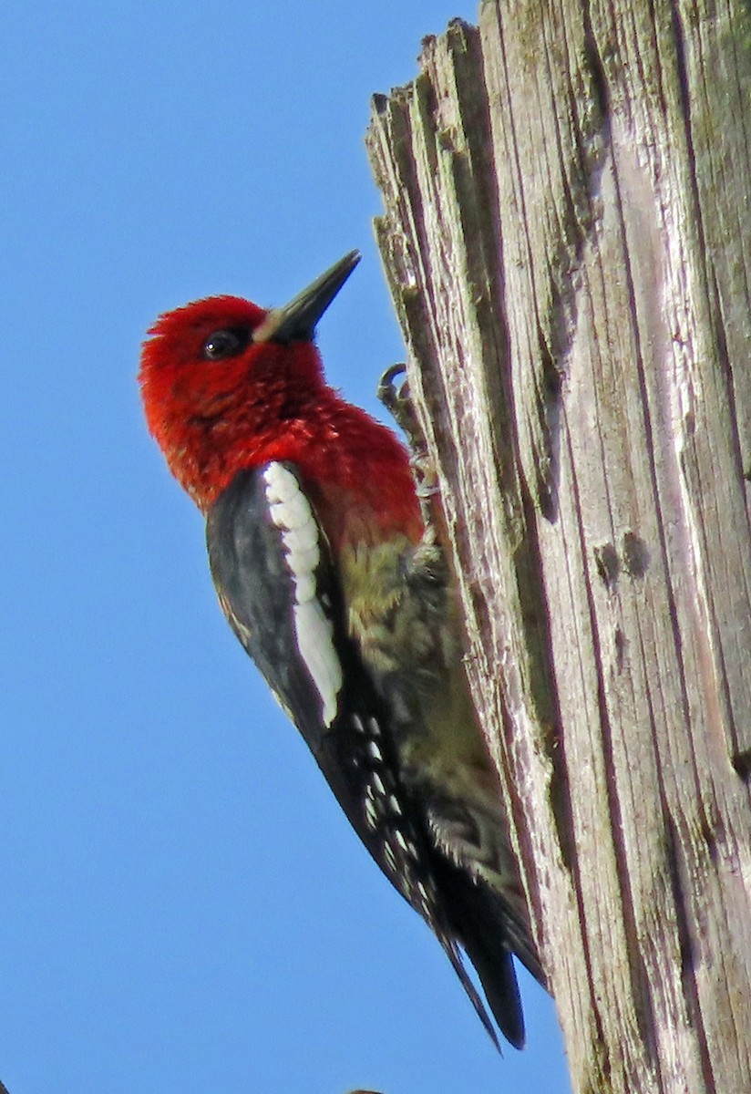 Red-breasted Sapsucker - ML617311253