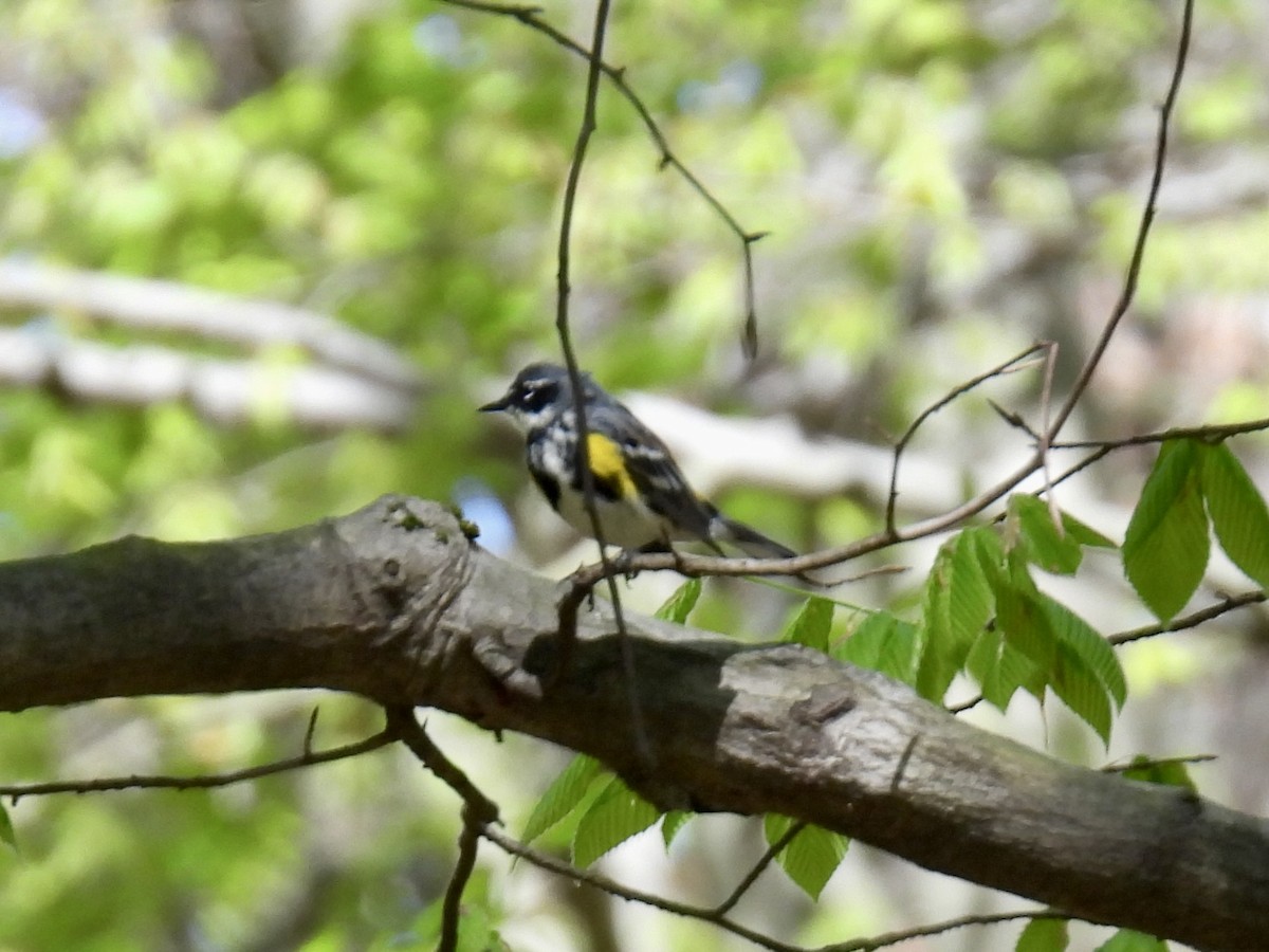 Yellow-rumped Warbler - ML617311255