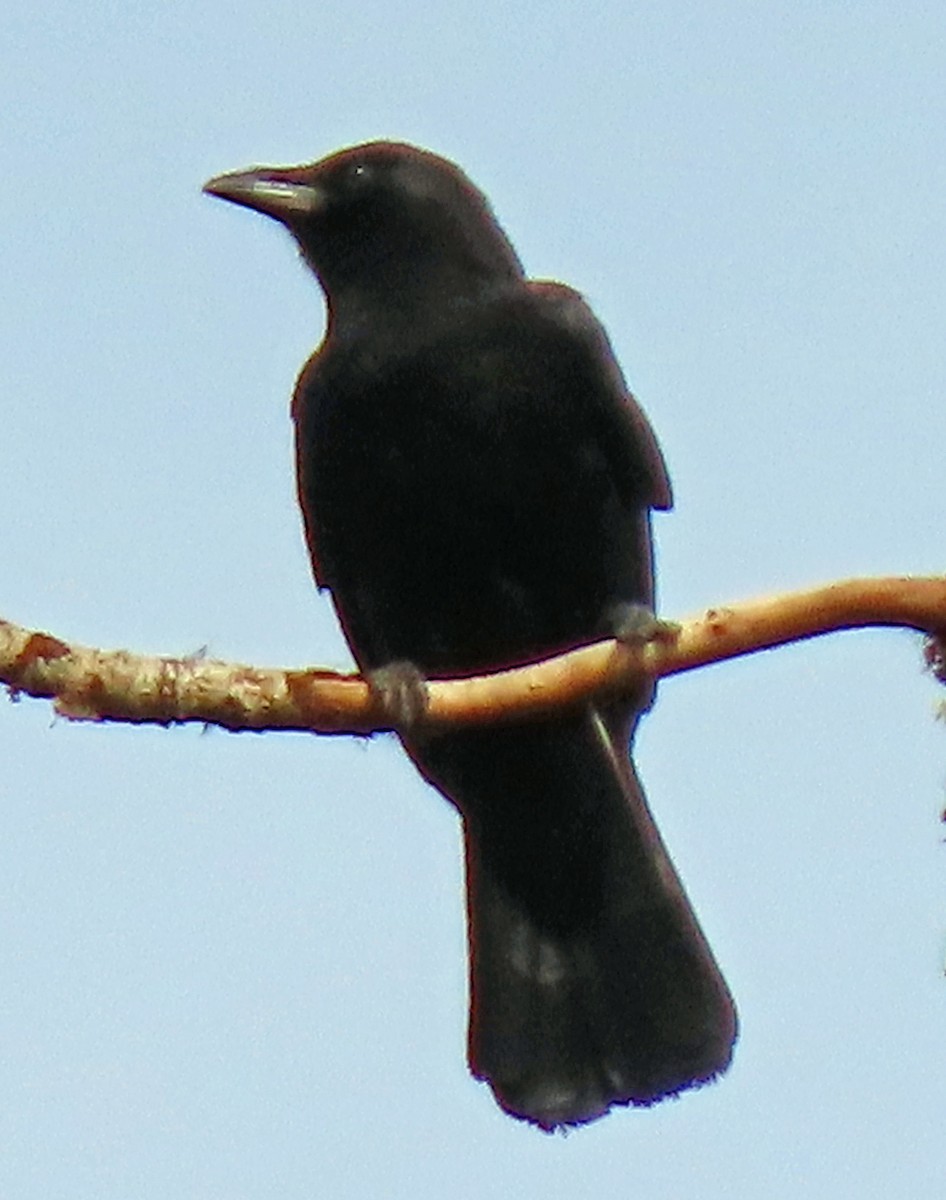 American Crow - ML617311271