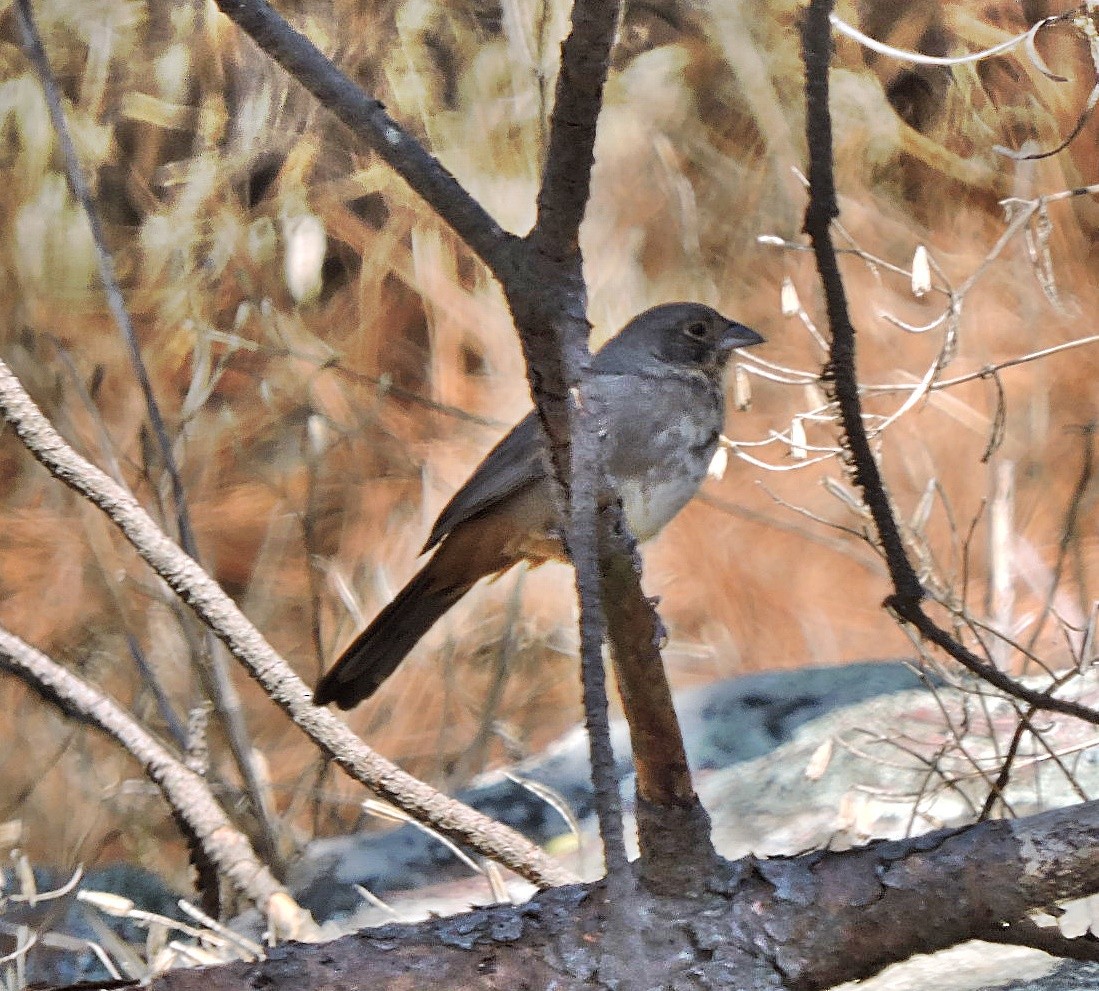 Canyon Towhee - Mary-Jean Payeur