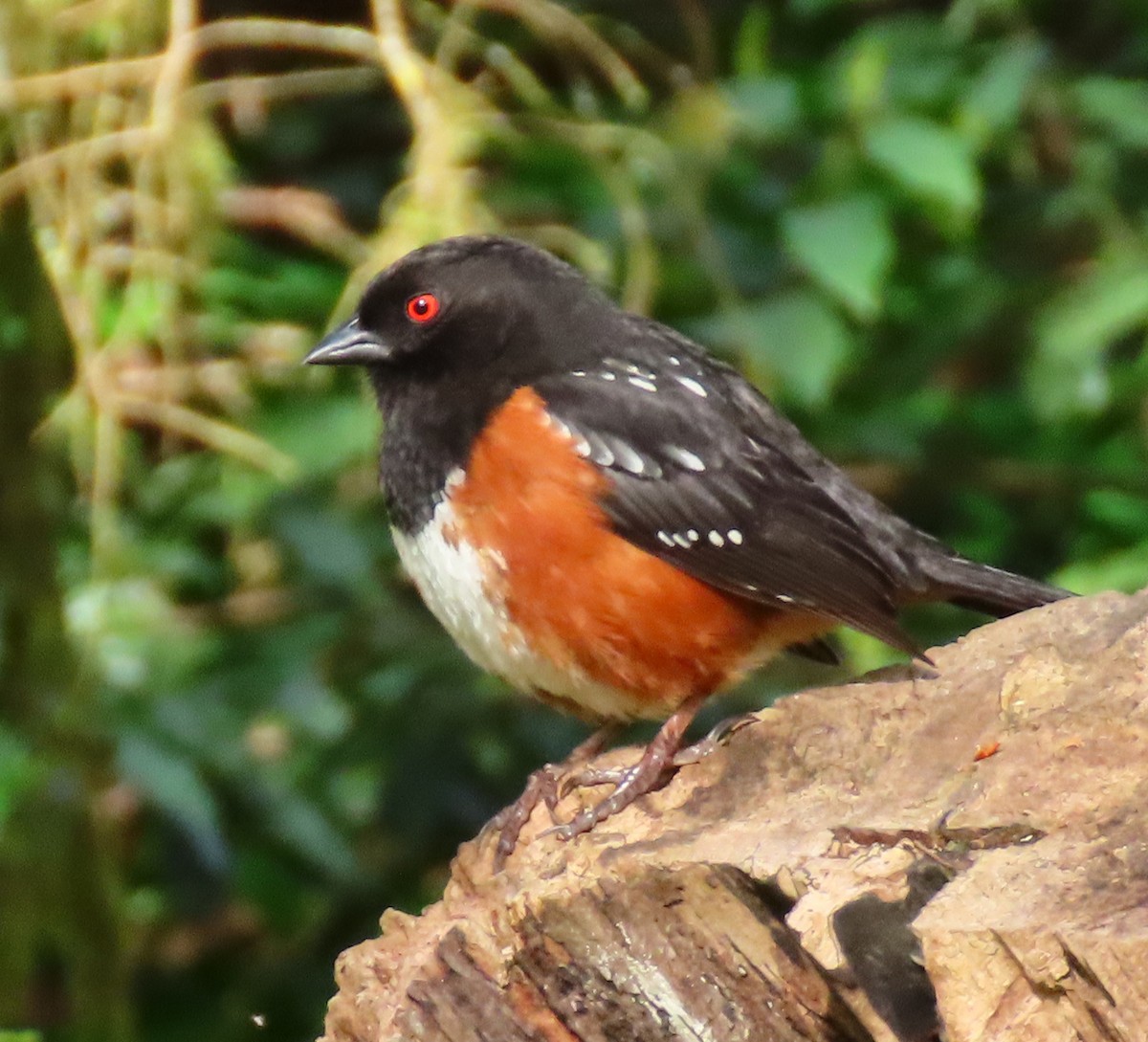 Spotted Towhee - ML617311282