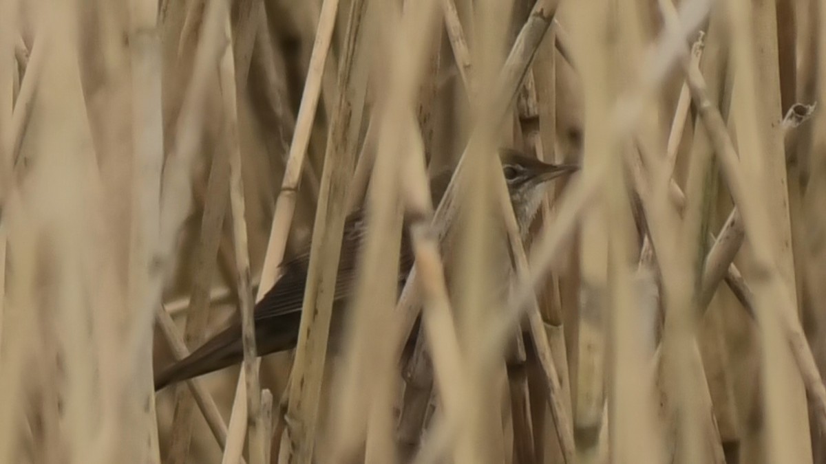 Common Grasshopper Warbler - ML617311299