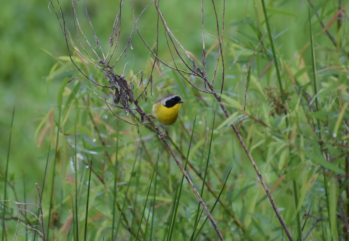 Common Yellowthroat - Tyson Hart