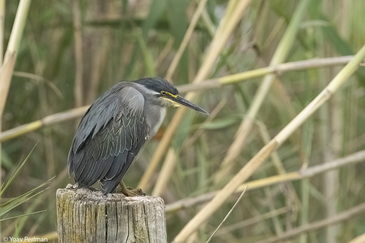 Striated Heron (Old World) - ML617311308