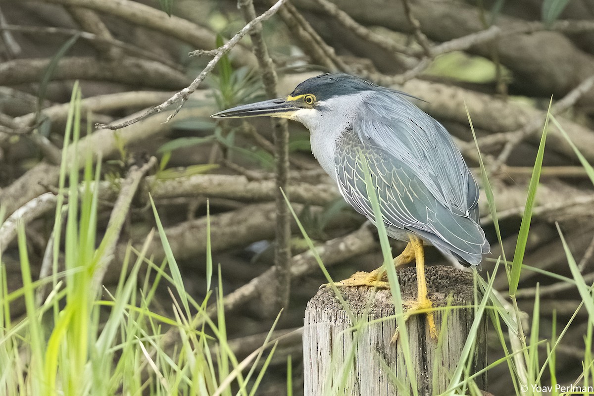 Striated Heron (Old World) - ML617311309