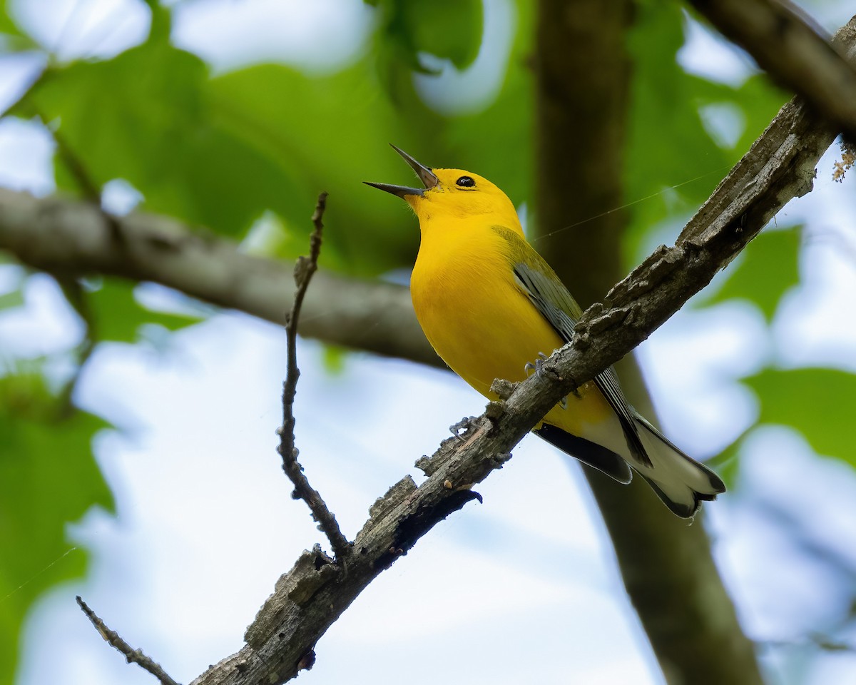 Prothonotary Warbler - ML617311311