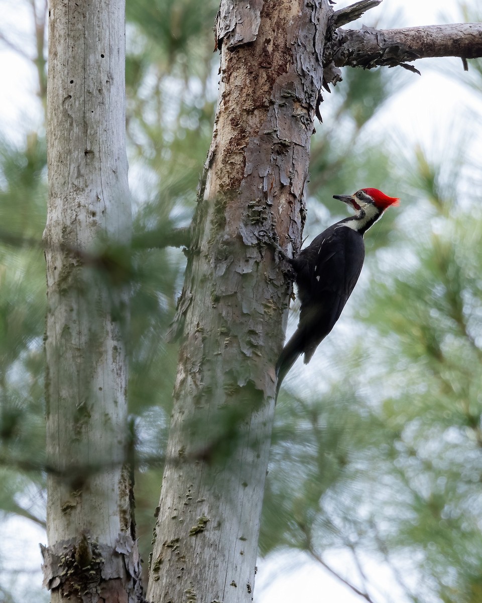 Pileated Woodpecker - ML617311364