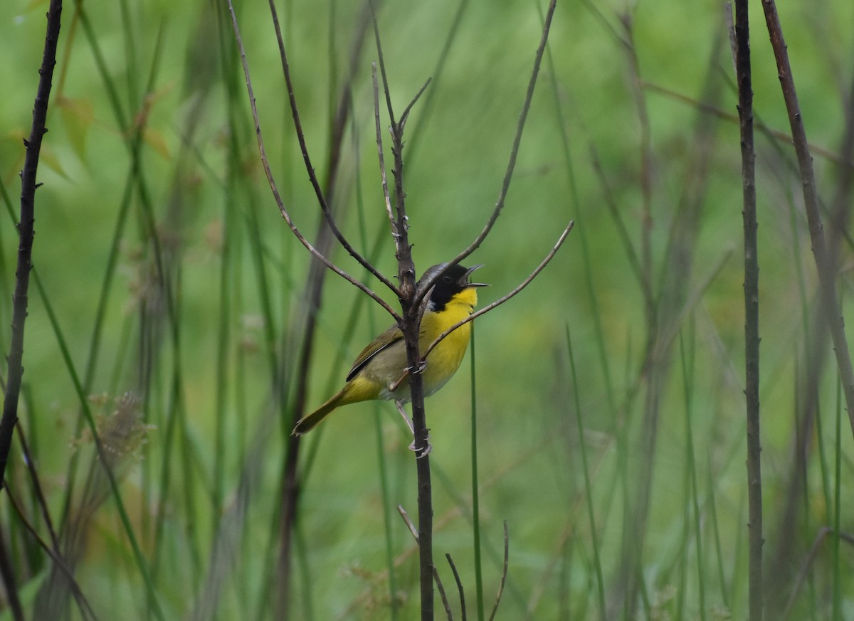 Common Yellowthroat - Tyson Hart