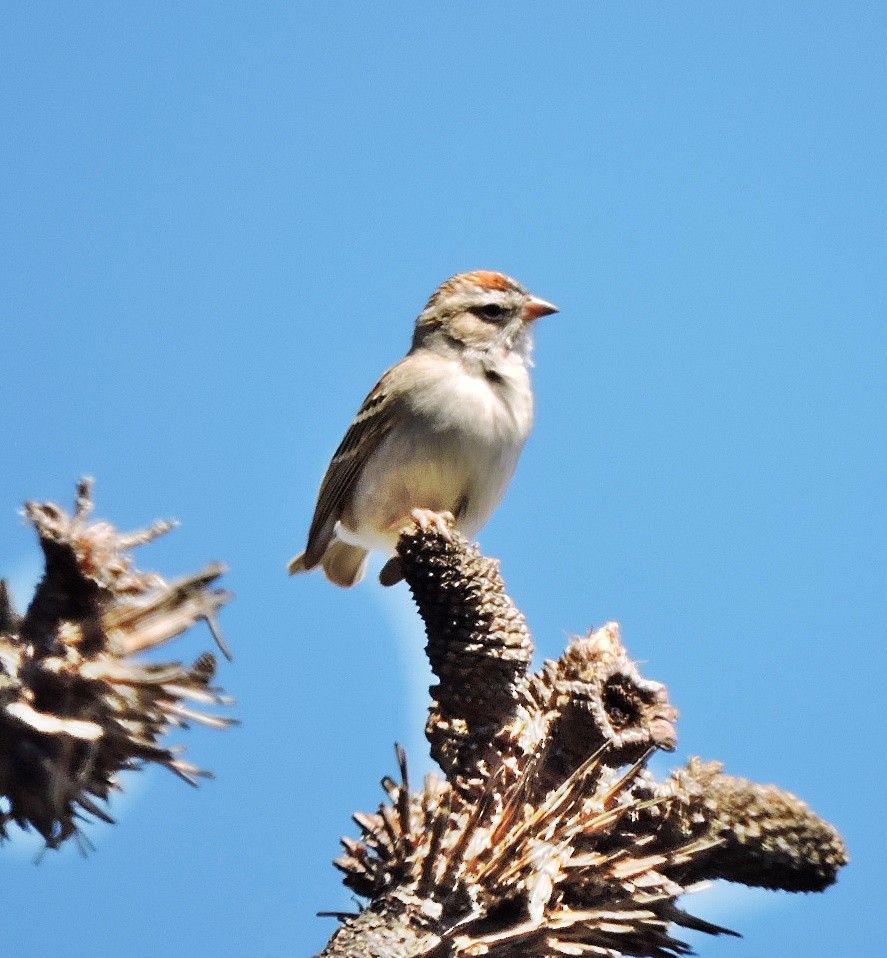 Chipping Sparrow - Mary-Jean Payeur