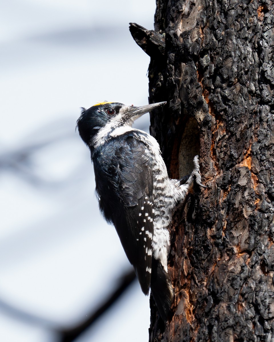 Black-backed Woodpecker - Steve Knapp