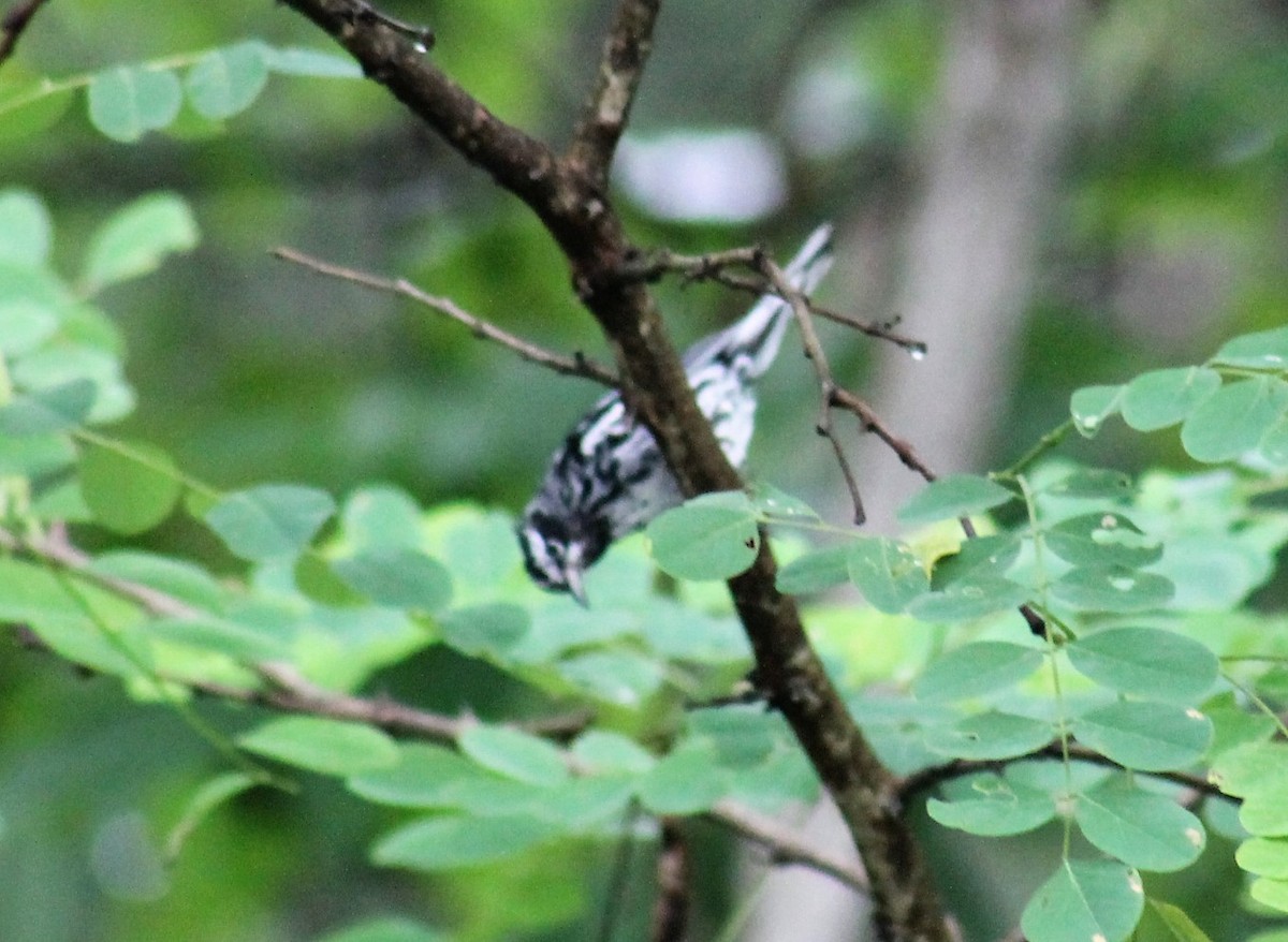 Black-and-white Warbler - ML617311520