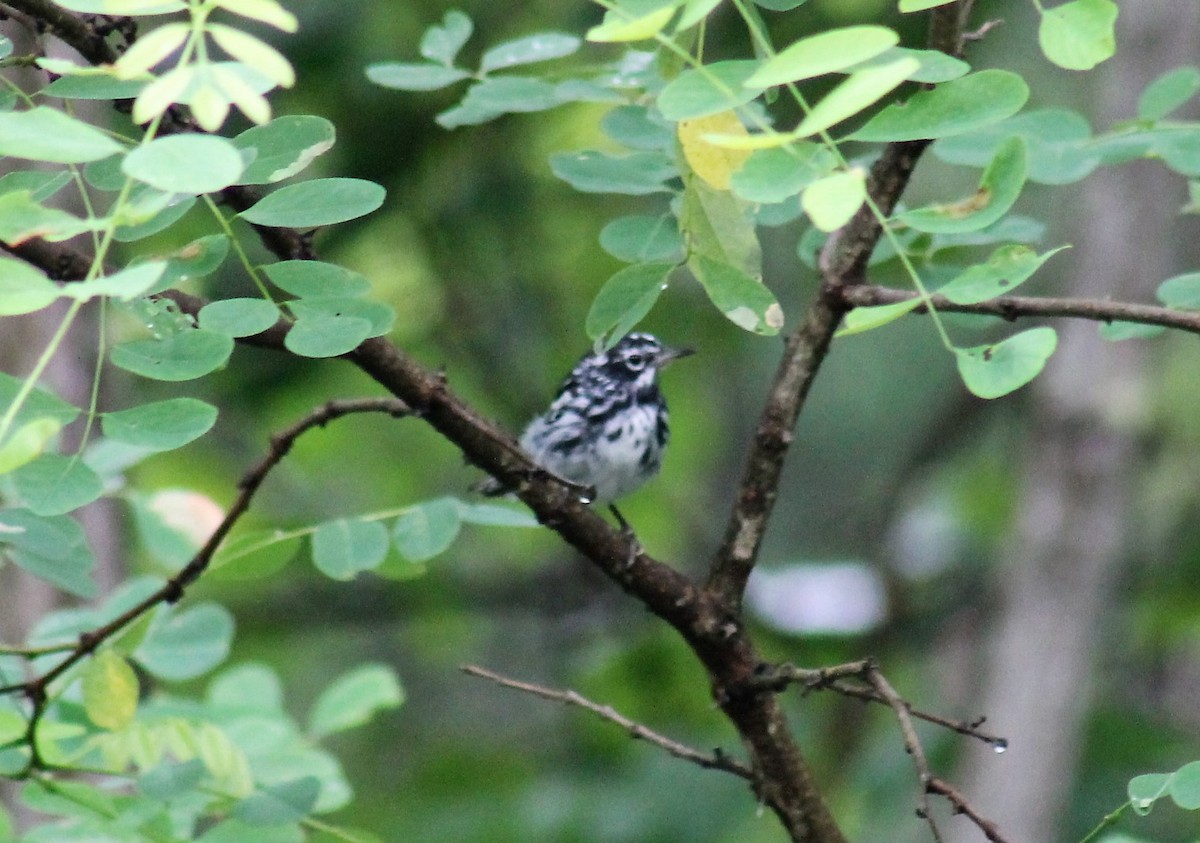 Black-and-white Warbler - ML617311527