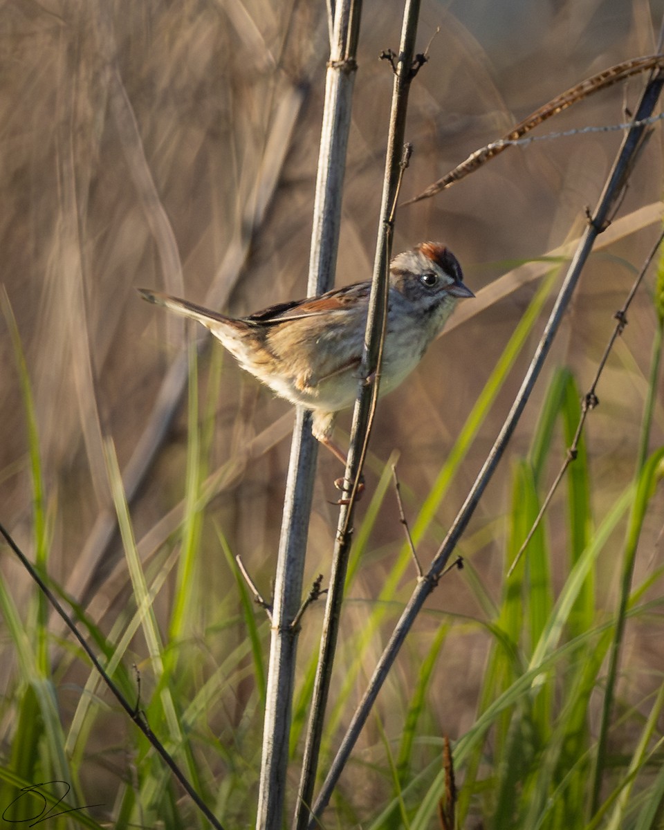 Swamp Sparrow - Stephen Lawrence