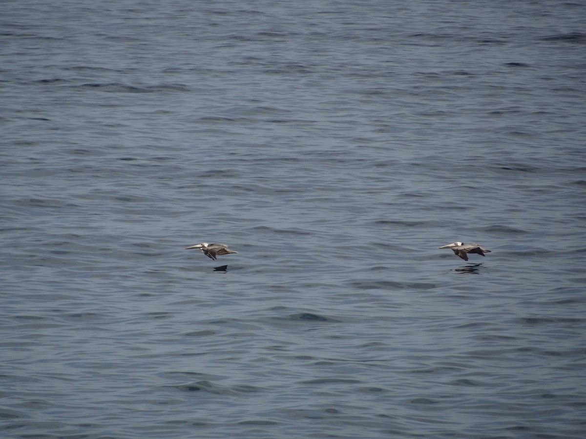 Brown Pelican - ML617311547