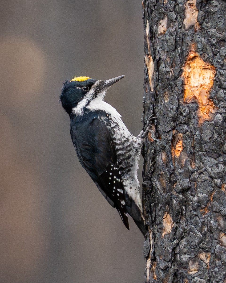 Black-backed Woodpecker - Steve Knapp