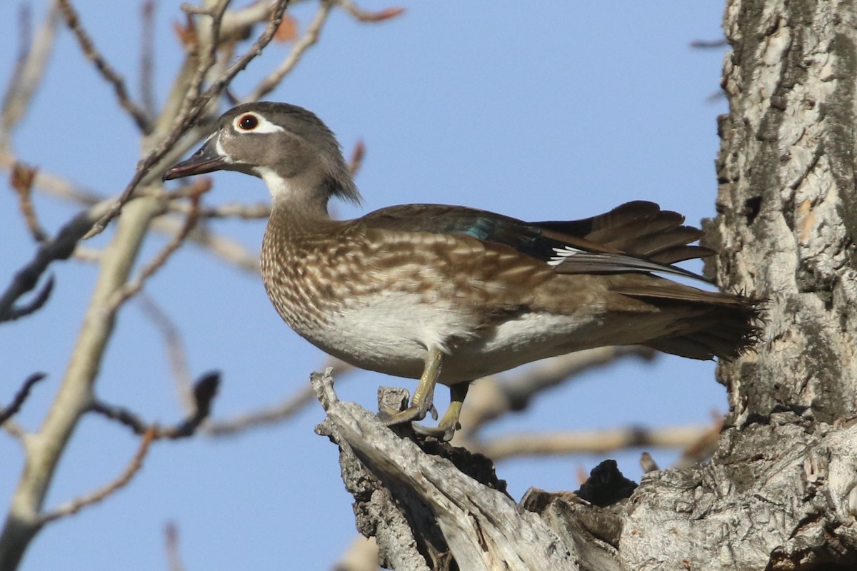 Wood Duck - Curtis Dowhaniuk