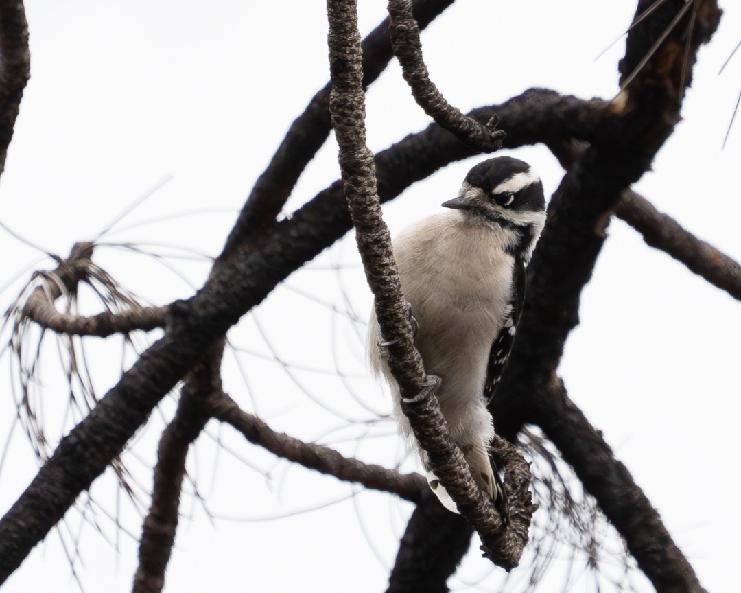 Downy Woodpecker - ML617311584