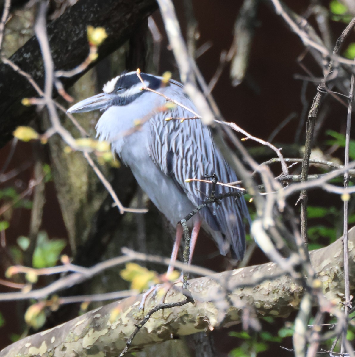 Yellow-crowned Night Heron - ML617311590