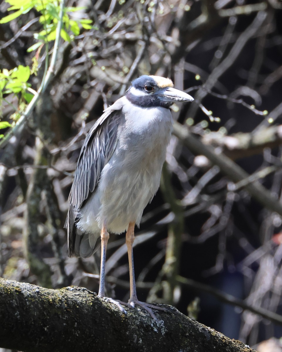 Yellow-crowned Night Heron - ML617311591