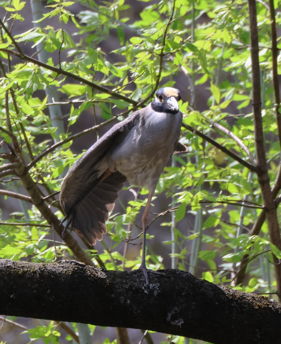 Yellow-crowned Night Heron - Kathryn Mattingly