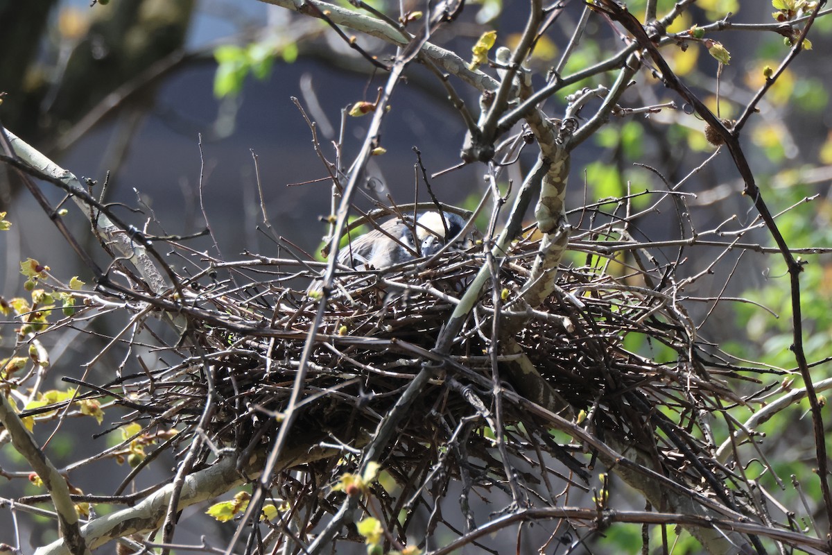 Yellow-crowned Night Heron - ML617311593