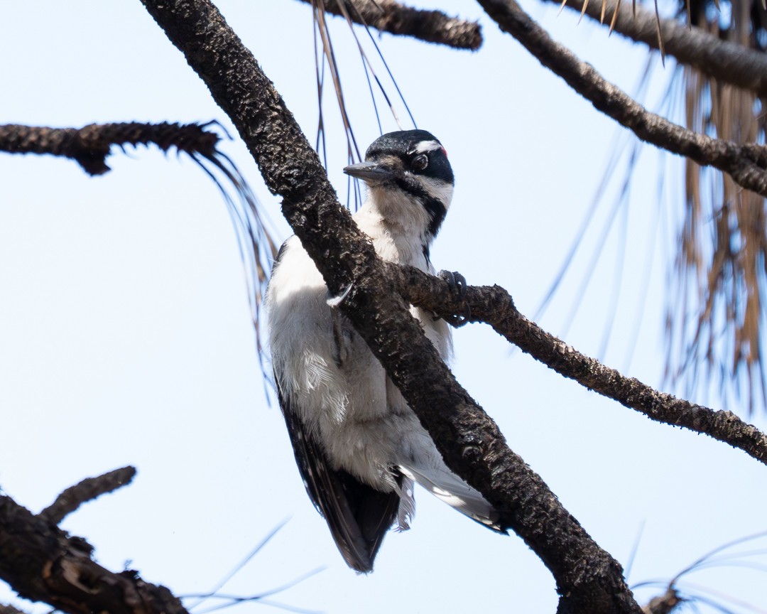 Hairy Woodpecker - ML617311600