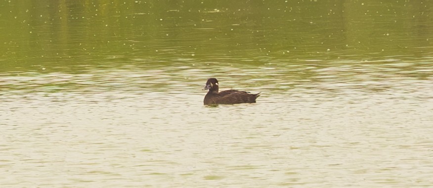 Surf Scoter - ML617311604