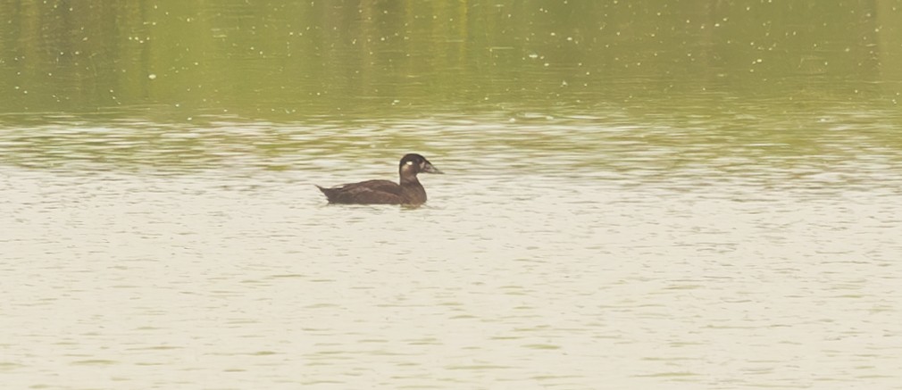 Surf Scoter - ML617311605