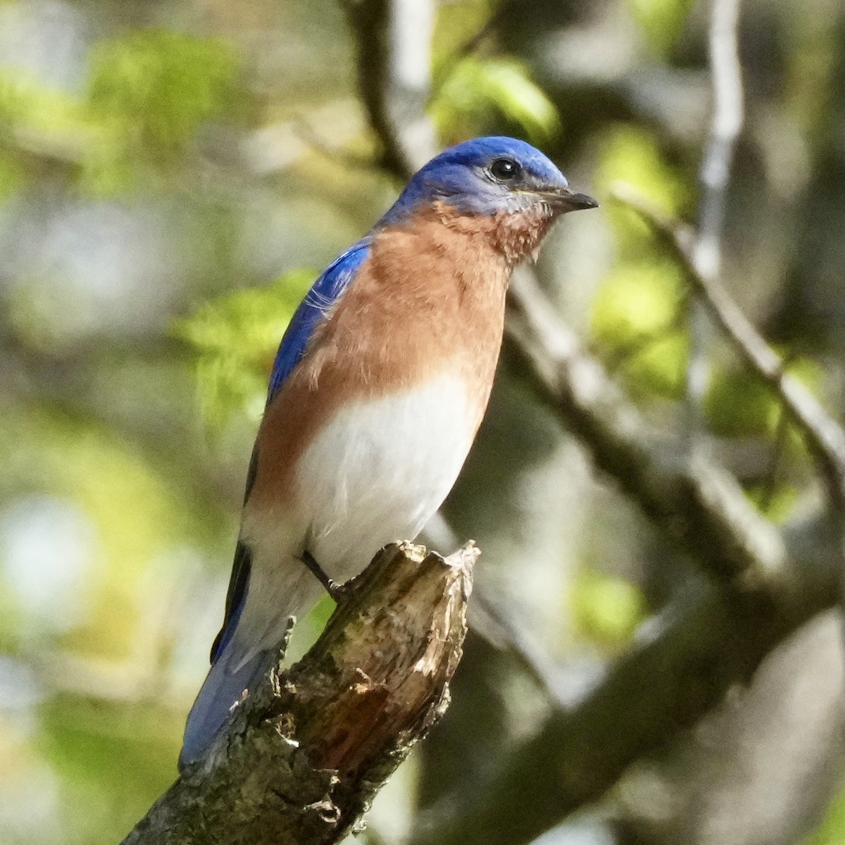 Eastern Bluebird - Charlene Fan