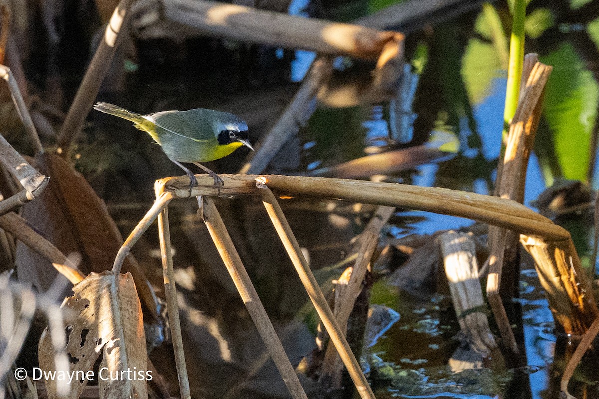 Common Yellowthroat - ML617311680